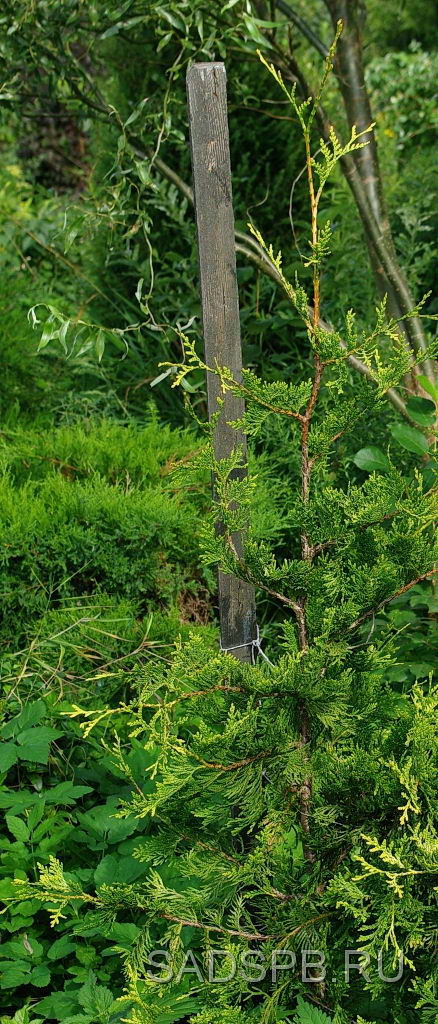 Туя Aurea Spicata, Золотые Кончики